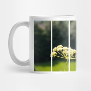 Wasp on a white Caraway or meridian fennel flower. Macro photo. Texture of white petals. Wasp close-up. Drawing on the body of a wasp. The wasp pollinates the flower. Natur green background. Bokeh Mug